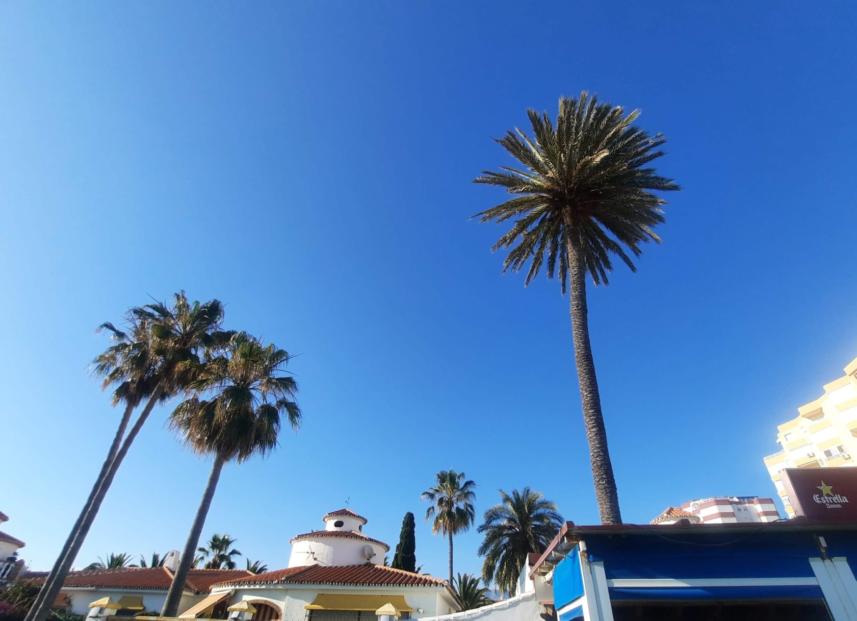 Palmeras en Torrox Costa